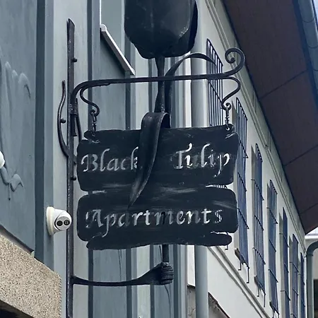 Cerny Tulipan - 6 * 플젠